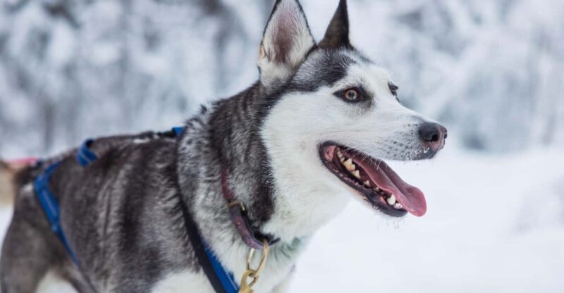 Rovaniemi: Husky Farm Visit with a Sledge Ride - Frequently Asked Questions