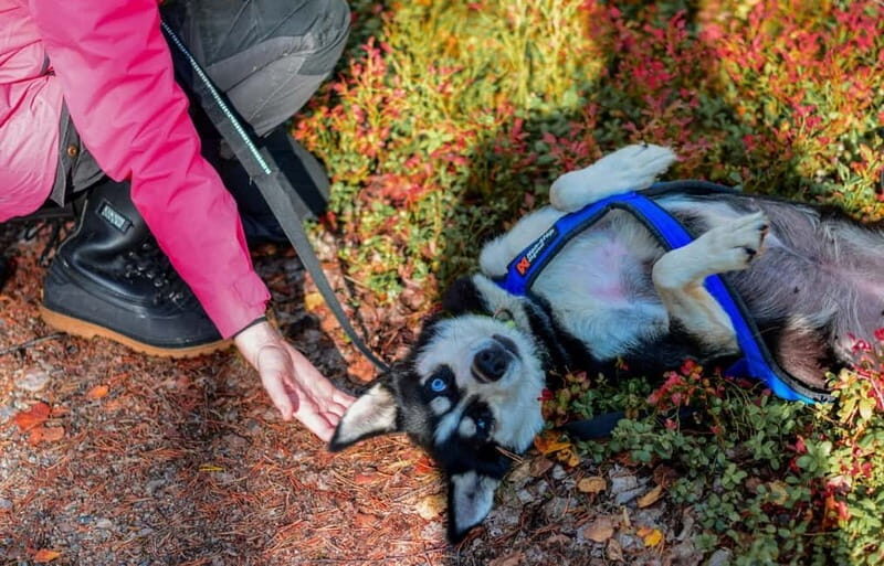Rovaniemi: Husky Safari & Campfire BBQ  610 km SelfDrive - Rovaniemi: Husky Safari & Campfire BBQ 610 km Self-Drive — A Genuine Arctic Adventure