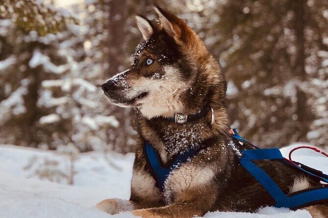 Rovaniemi Husky Safari & Campfire BBQ  610 km SelfDrive - Rovaniemi Husky Safari & Campfire BBQ 610 km SelfDrive: An Authentic Arctic Adventure