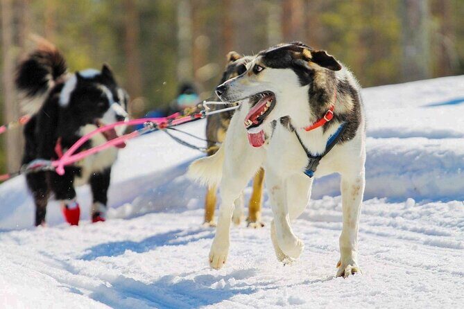 Rovaniemi Husky Safari & Campfire BBQ  610 km SelfDrive - Key Points