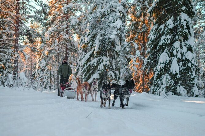 Rovaniemi Husky Safari & Campfire BBQ  610 km SelfDrive - Final Thoughts: Is This Tour Right for You?