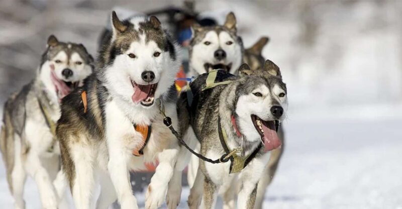 Rovaniemi: Husky Safari on a Snowy Trail - In-Depth Review: The Husky Safari Experience