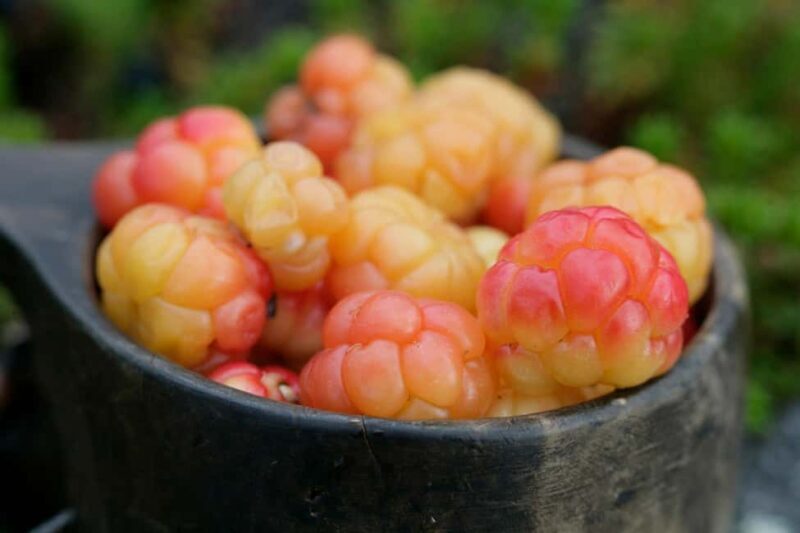 Rovaniemi: Insider Berry and Mushroom Picking & Pancakes - Exploring the Forests of Lapland