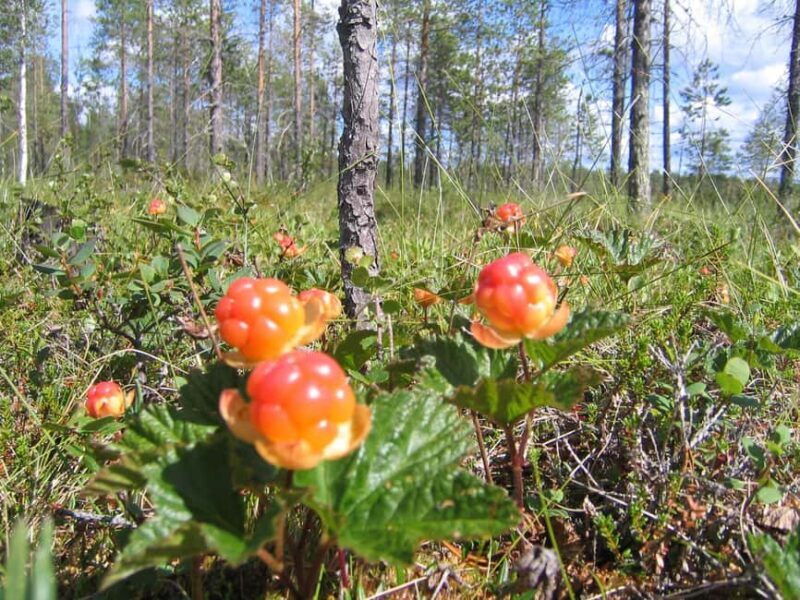 Rovaniemi: Insider Berry and Mushroom Picking & Pancakes - Cozy Fire, Pancakes, and Authentic Flavors