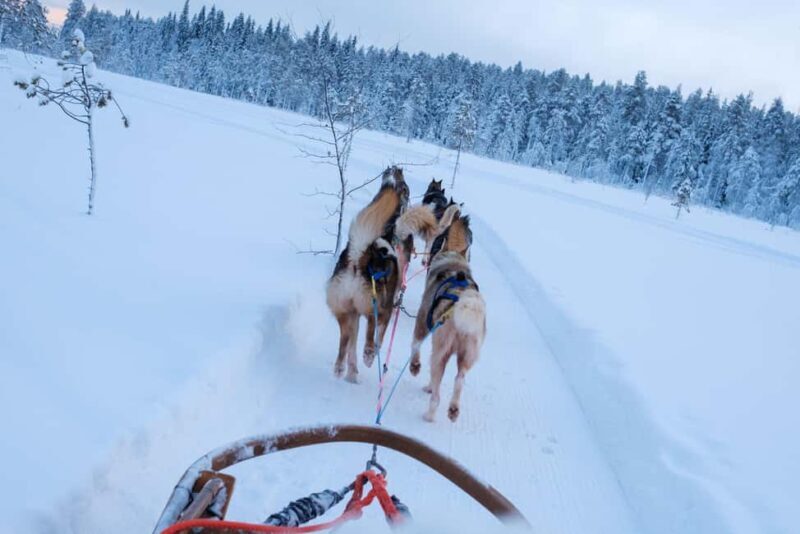 Rovaniemi: Lapland Wilderness Husky Safari 7,5 km - An In-Depth Look at the Husky Safari Experience
