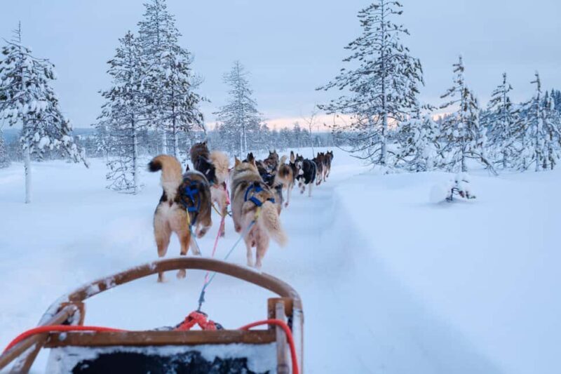Rovaniemi: Lapland Wilderness Husky Safari 7,5 km - Practical Details & Tips for Your Husky Safari