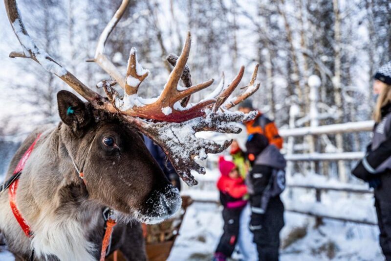 Rovaniemi: Local Reindeer Farm Visit with Sleigh Ride - Exploring the Experience: A Deeper Look at the Reindeer Farm Tour