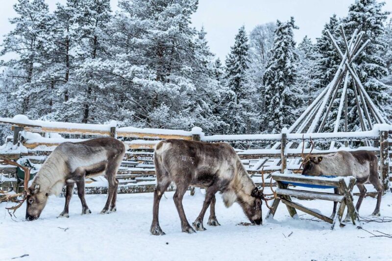 Rovaniemi: Local Reindeer Farm Visit with Sleigh Ride - The Practical Side: What to Expect and Consider
