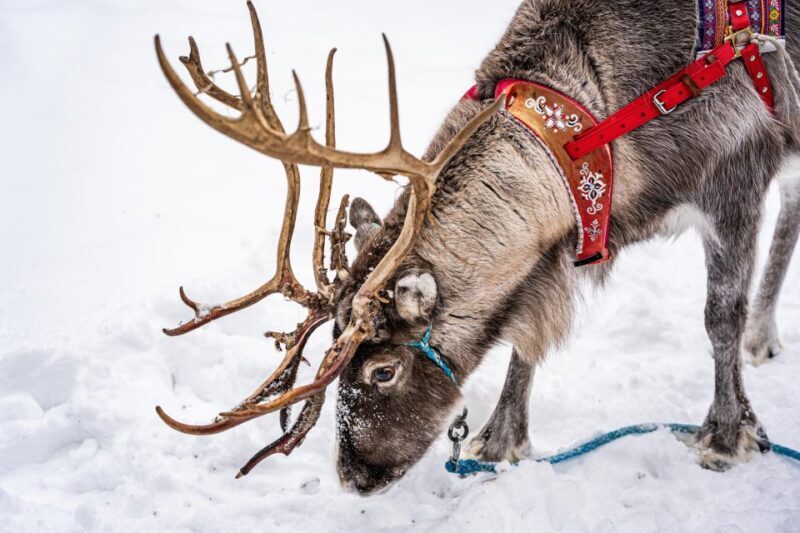 Rovaniemi: Local Reindeer Farm Visit with Sleigh Ride - Final Thoughts