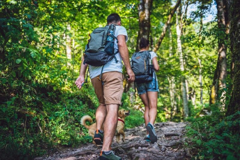 Rovaniemi: Magical Forest Hiking Adventure Tour & BBQ - Key Points