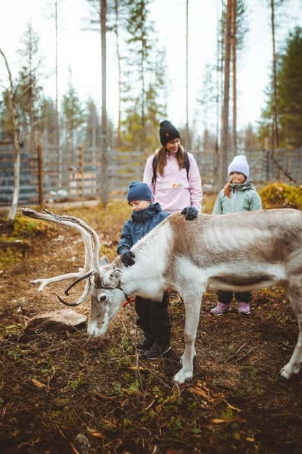 Rovaniemi: Meet and Feed Reindeer - Frequently Asked Questions