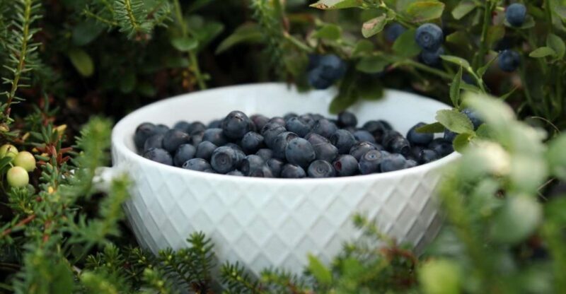Rovaniemi: Mushrooms & Wild Berries Picking Tour - Discovering Lapland’s Natural Treasures in Rovaniemi