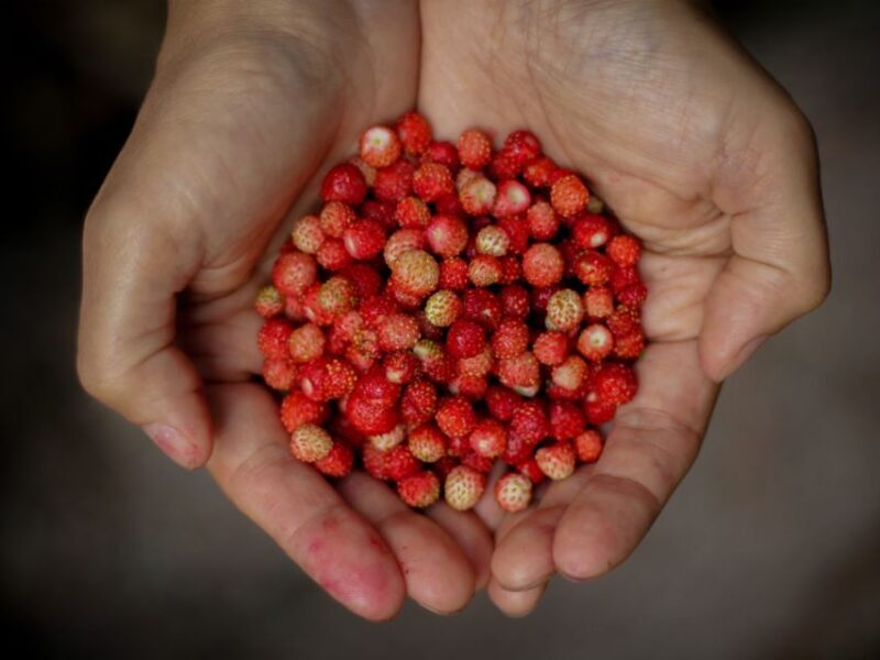 Rovaniemi: Mushrooms & Wild Berries Picking Tour - The Sum Up