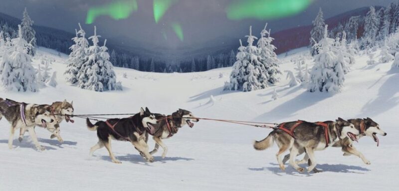 Rovaniemi: Northern Lights and Husky Sleigh Ride - FAQ