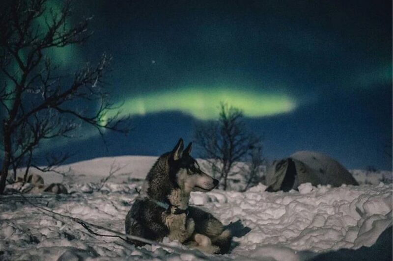 Rovaniemi: Northern Lights and Husky Sleigh Ride - Final Thoughts