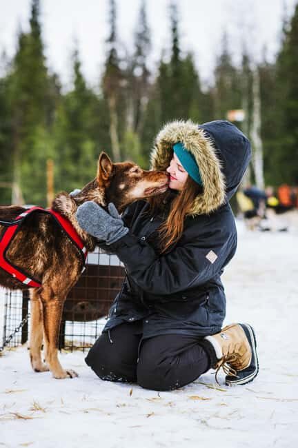 Rovaniemi: One Hour Husky Adventure - A Deep Dive into the Husky Adventure