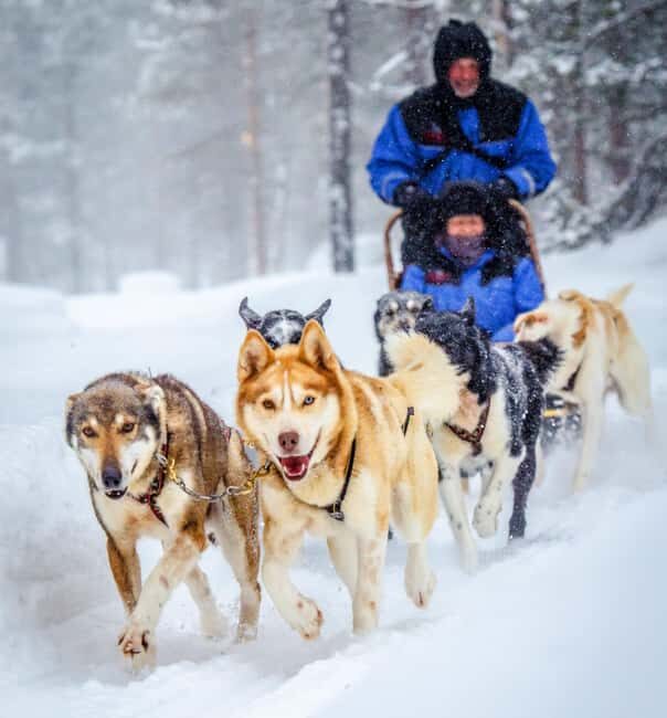 Rovaniemi: One Hour Husky Adventure - Why Choose This Tour?