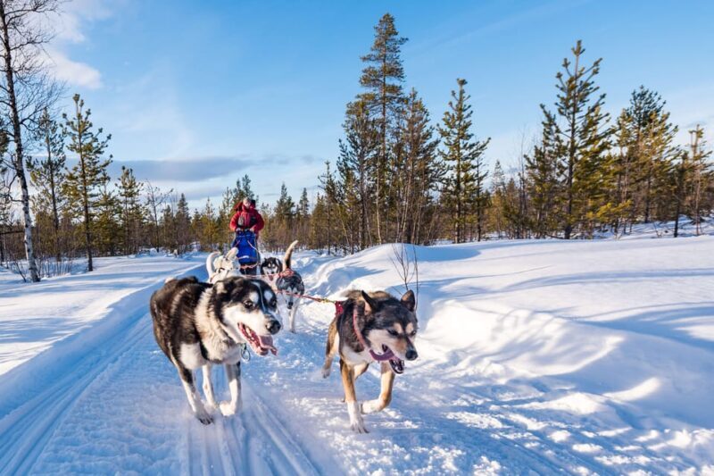 Rovaniemi: One Hour Husky Experience - Why This Tour Is Worth It