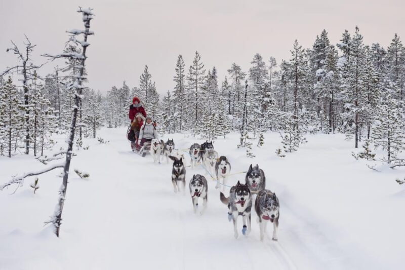 Rovaniemi: One Hour Husky Experience - Who This Tour Is Best For