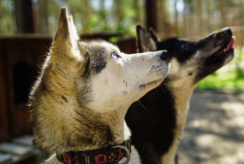 Rovaniemi: Quad Bike Safari, Reindeer & Husky Farm Visit - Key Points