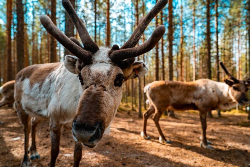 Rovaniemi: Quad Bike Safari, Reindeer & Husky Farm Visit - A Detailed Look at the Experience