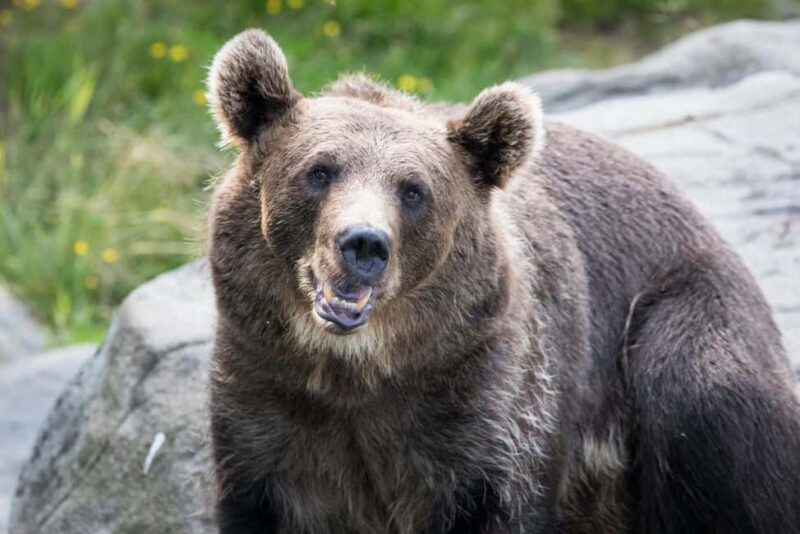 Rovaniemi: Ranua Wildlife Park Day Trip - Key Points