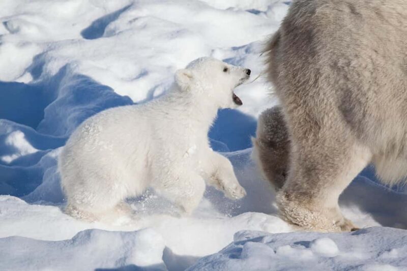 Rovaniemi: Ranua Wildlife Park Day Trip - Why Choose the Ranua Wildlife Park Day Trip?