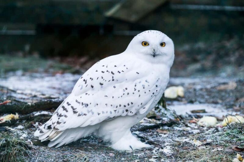 Rovaniemi: Ranua Wildlife Park Day Trip - Practical Details and Tips for the Tour