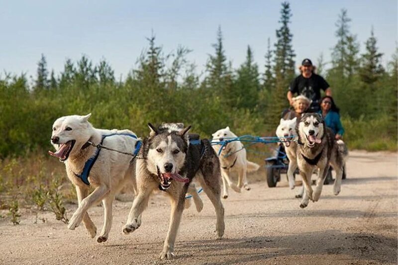 Rovaniemi: Ranua Zoo Entry Ticket with BBQ Picnic - Rovaniemi: Ranua Zoo Entry Ticket with BBQ Picnic — An Authentic Arctic Wildlife Experience