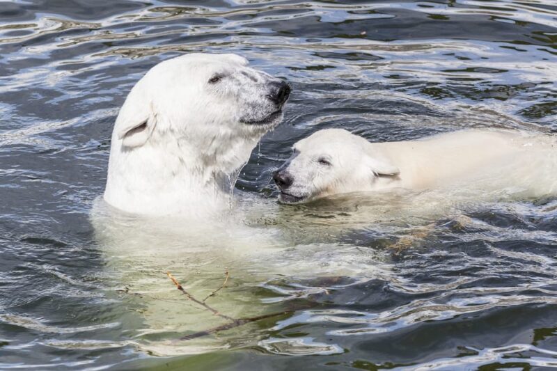Rovaniemi: Ranua Zoo Visit with Lunch - The Scenery and Cultural Touches