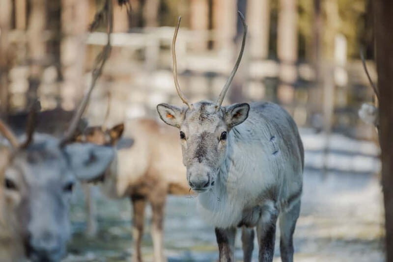Rovaniemi: Reindeer Experience with Sleigh Ride - Rovaniemi: Reindeer Experience with Sleigh Ride — A Genuine Arctic Encounter