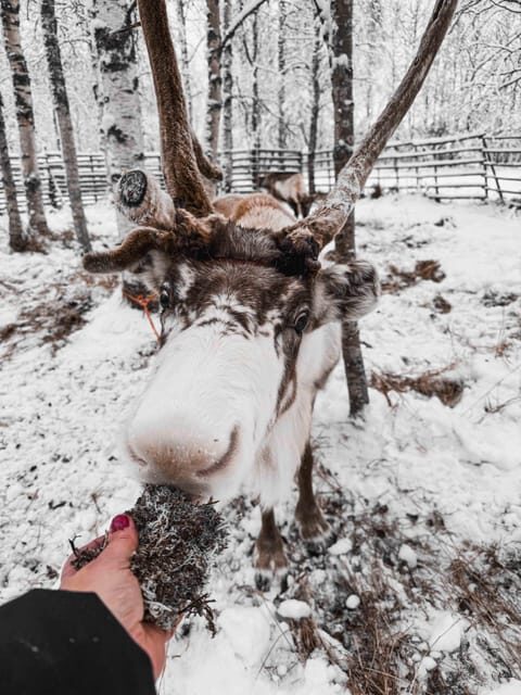 Rovaniemi: Reindeer Experience with Sleigh Ride - FAQs