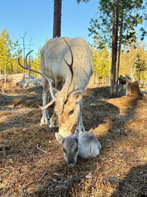 Rovaniemi: Reindeer Farm, Berry Picking, and Fire-Making - Key Points