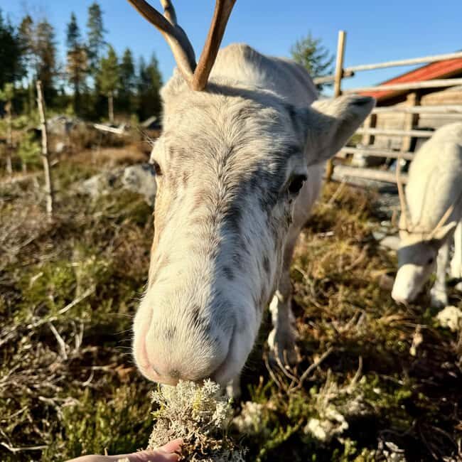 Rovaniemi: Reindeer Farm, Berry Picking, and Fire-Making - Exploring Lapland’s Wilderness: A Detailed Look