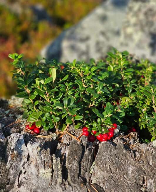 Rovaniemi: Reindeer Farm, Berry Picking, and Fire-Making - Final Thoughts