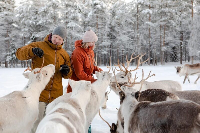 Rovaniemi: Reindeer Farm Visit and Sleigh Ride with transfer - Who This Tour Is Perfect For