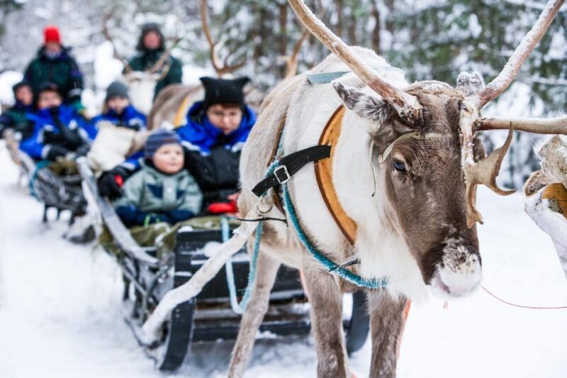 Rovaniemi: Reindeer Farm Visit and Sleigh Ride with transfer - Frequently Asked Questions