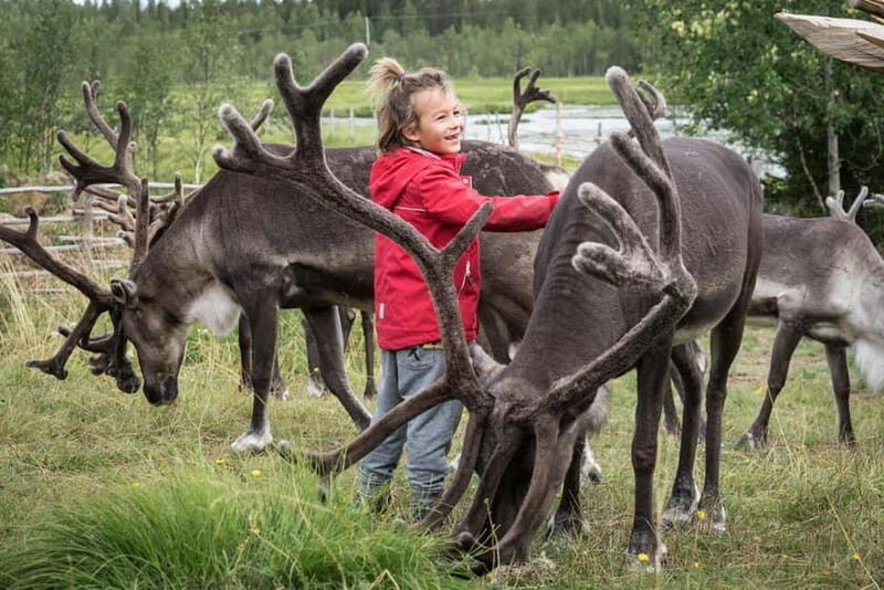 Rovaniemi: Reindeer Farm Visit at Autumn - Who Should Consider This Tour?