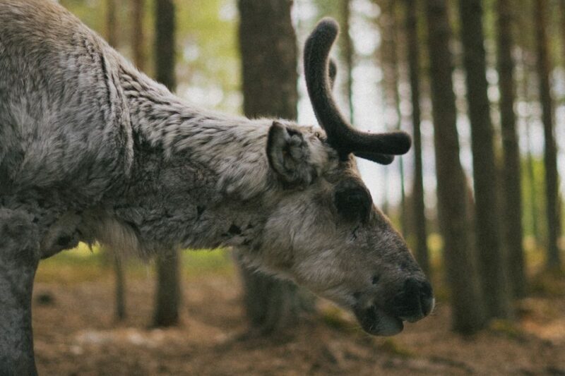 Rovaniemi: Reindeer Farm Visit with Photographer - A Genuine Reindeer Encounter in Rovaniemi