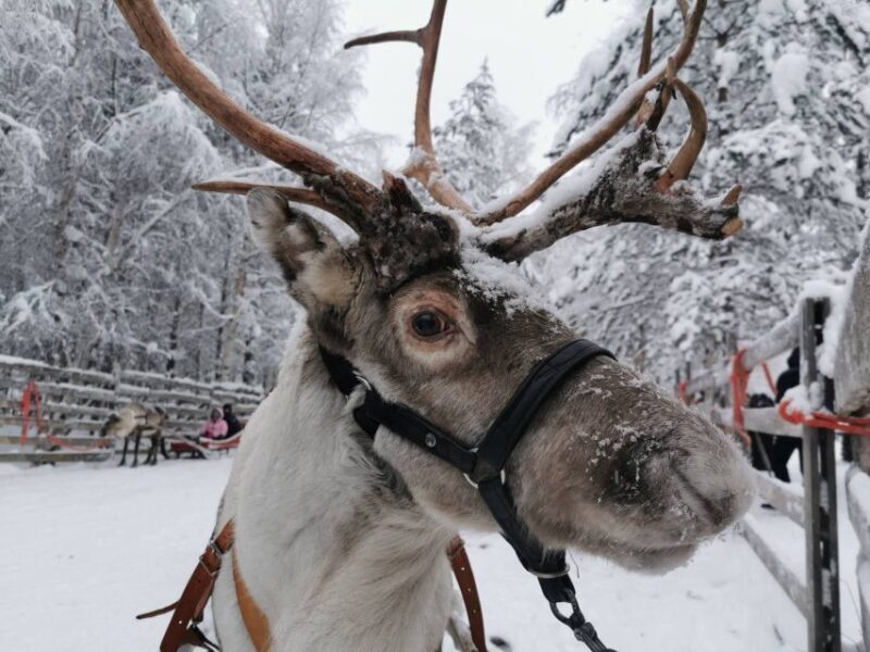 Rovaniemi: Reindeer, Huskies, Santa's Pets & Aurora Hunt - Final Thoughts: Is This Tour Worth It?