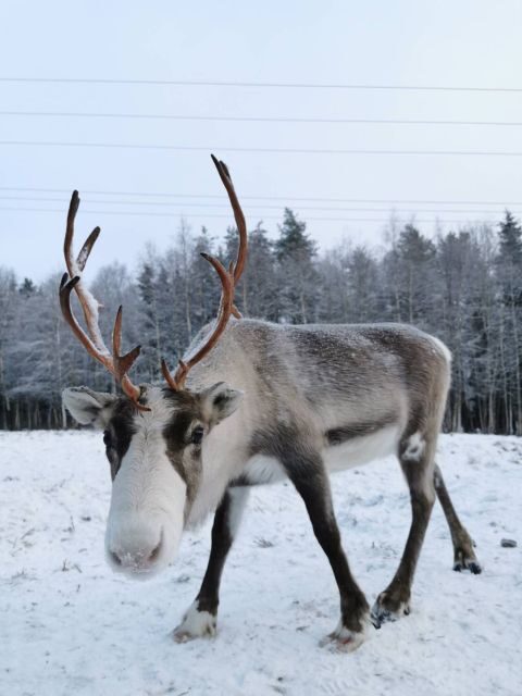 Rovaniemi: Reindeer, Huskies, Santa's Pets & Aurora Hunt - FAQ
