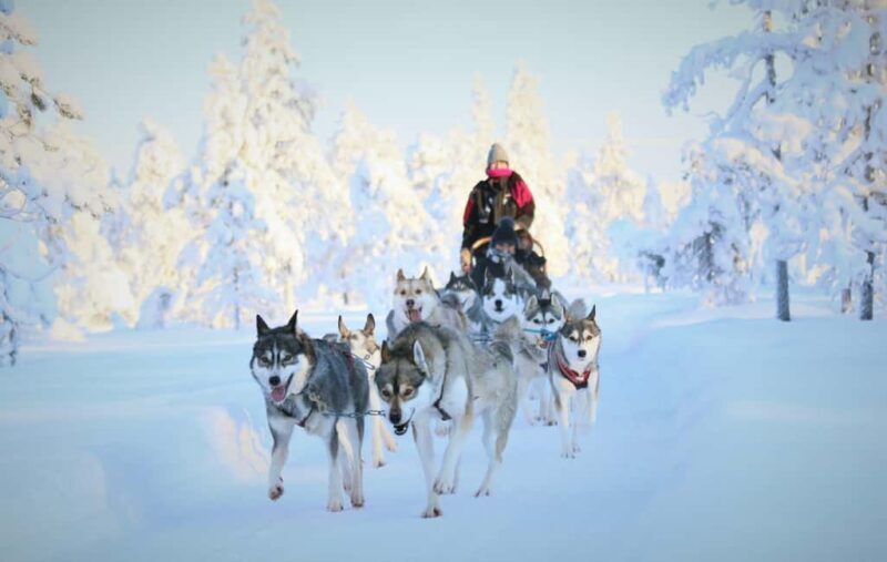 Rovaniemi: Reindeer & Husky Safari with Lunch - Practical Details and Logistics
