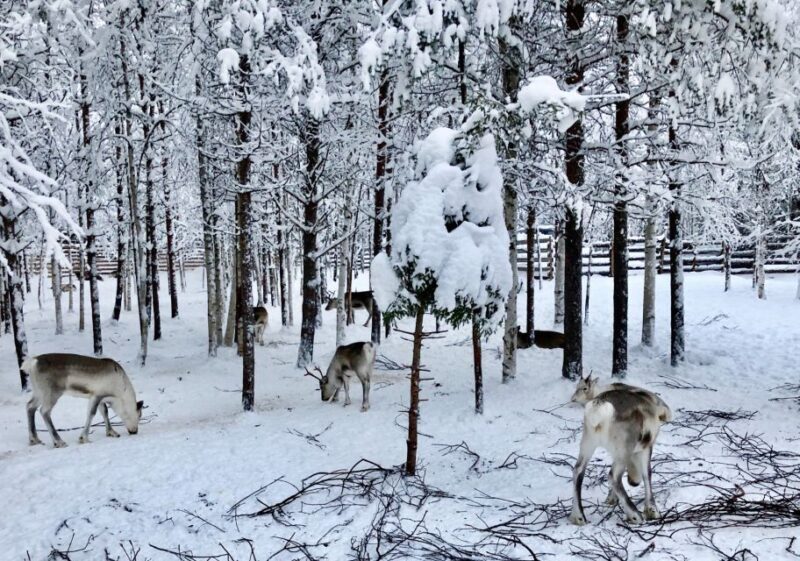 Rovaniemi: Reindeer Sleigh Ride with Hot Drink and Cookies - Key Points