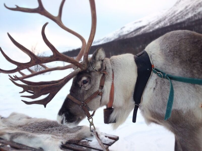 Rovaniemi: Reindeer Sleigh Ride with Hot Drink and Cookies - A Detailed Look at the Reindeer Sleigh Ride Experience