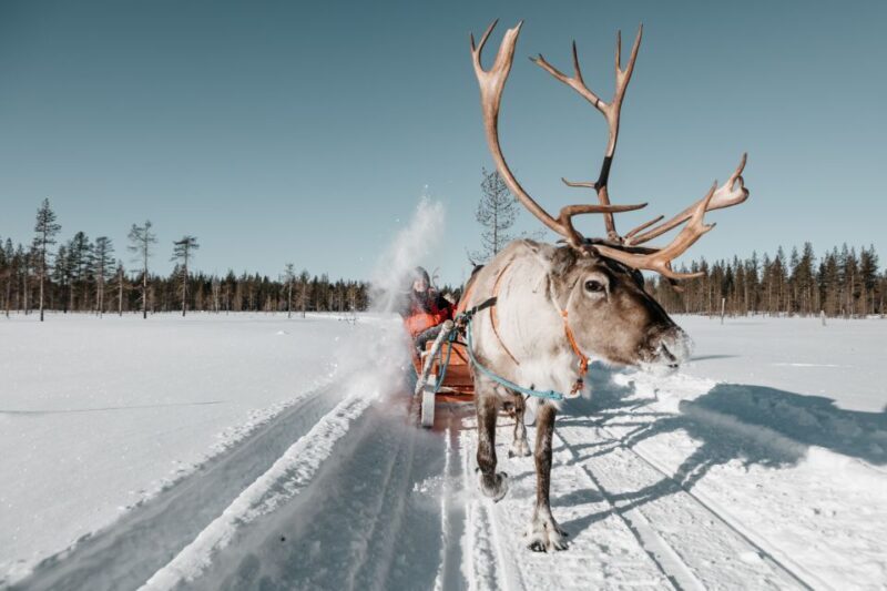 Rovaniemi: Reindeer Sleigh Ride with Hot Drink and Cookies - Frequently Asked Questions