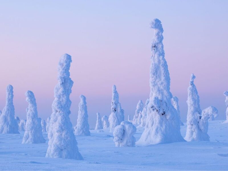 Rovaniemi: Riisitunturi Full-Day Wilderness Adventure & BBQ - Who This Tour is Best For