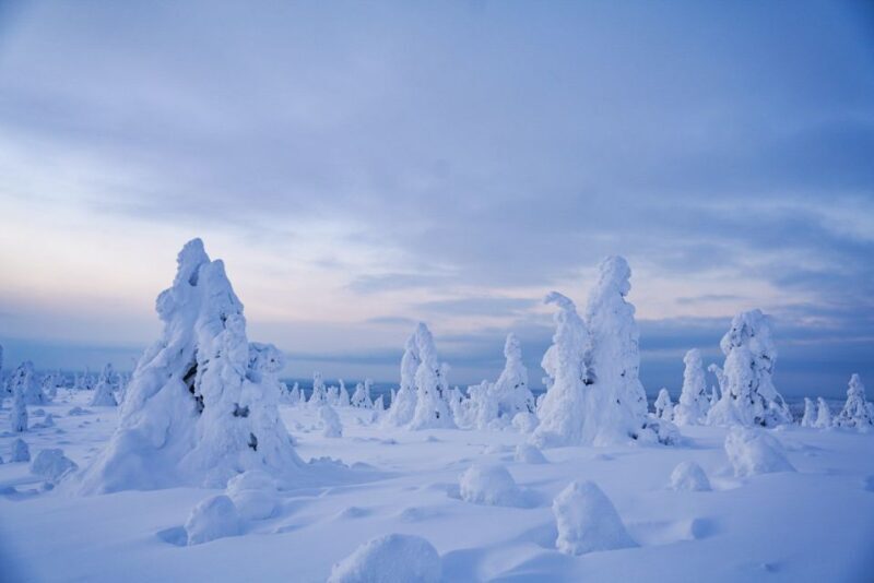 Rovaniemi: Riisitunturi National Park Day Trip with Lunch - Key Points