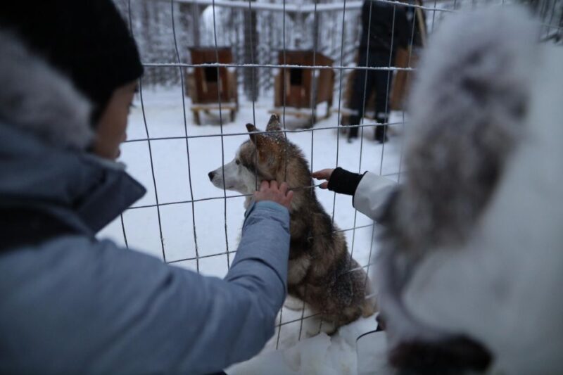 Rovaniemi: Santa Claus Village Tour Huskies & Reindeer Visit - A Deep Dive into the Tour Experience