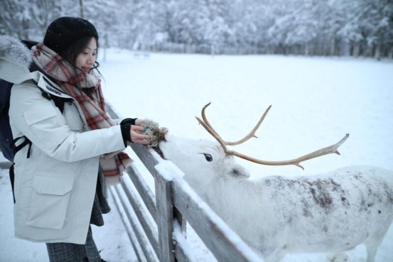 Rovaniemi: Santa Claus Village Tour Huskies & Reindeer Visit - The Sum Up