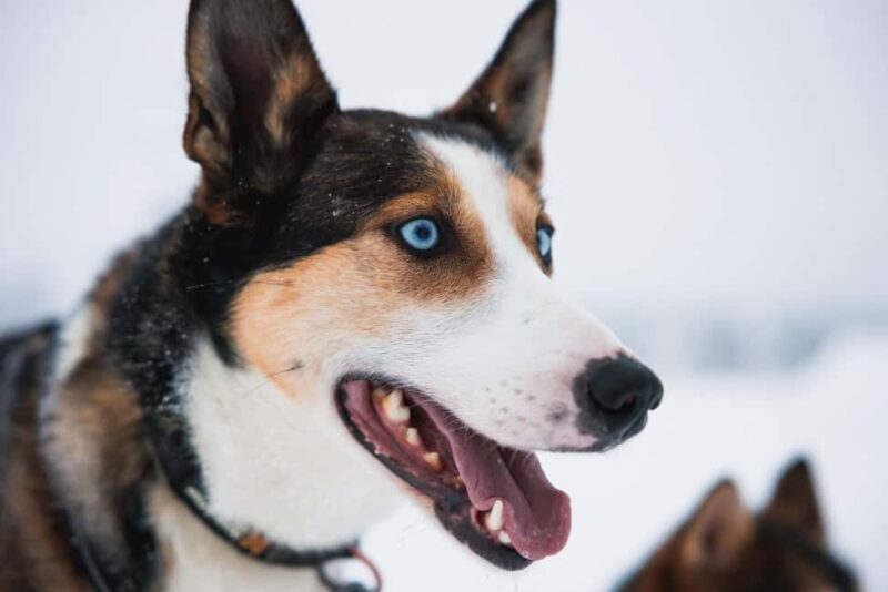 Rovaniemi: Self-Driving Husky Tour 7-kilometers - Rovaniemi: Self-Driving Husky Tour 7-kilometers